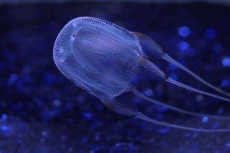 Box Jellyfish Openwaterpedia
