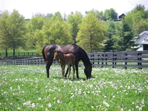 Lexington Ky Horse Farm Kentucky Horse Farms For Sale