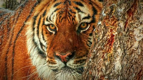 The Eye Of A Tiger Life Through A Siberian Tigers Eyes Nature Photo