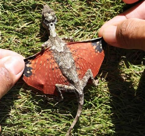 Flying Dragon Draco Volans Tiny Dragon Lizard Reptiles