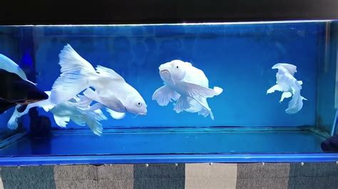 Most Beautiful Platinum Butterfly Koi Fish In Aquarium Butterfly Koi