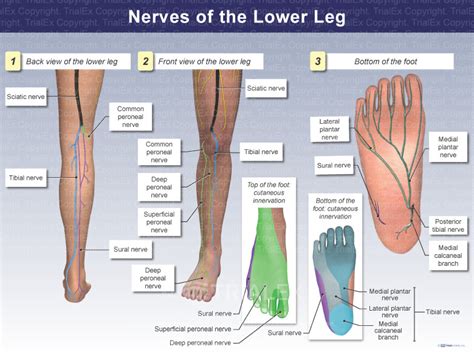 Nerves Of The Lower Leg Trial Exhibits Inc