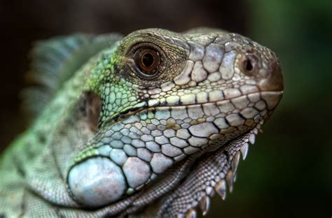 Free Images Nature Animal Wildlife Log Colorful Iguana Fauna