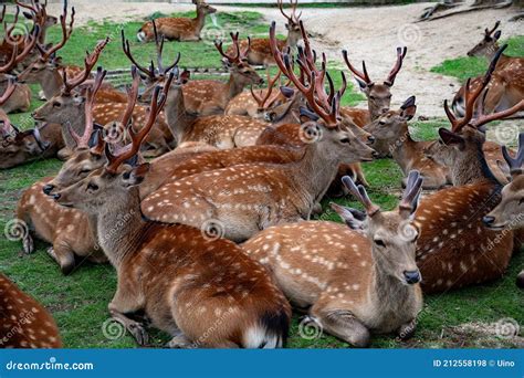Sika Deer Herd Crouching On The Grass In Nara Park Nara Japan Stock
