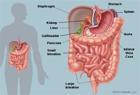Webmd's liver anatomy page provides detailed images, definitions, and information about the liver. The Abdomen (Human Anatomy) - Picture, Function, Parts ...