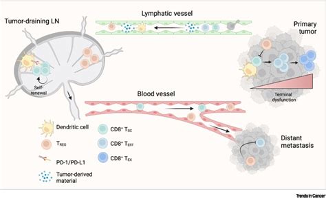 The Tumor Draining Lymph Node As A Reservoir For Systemic Immune