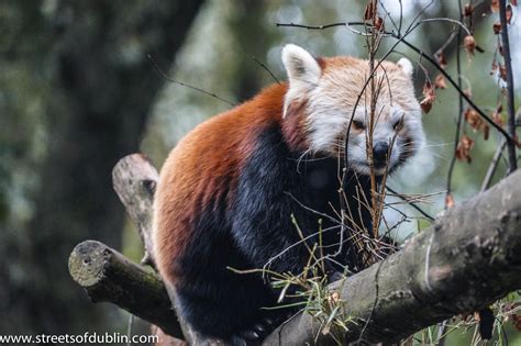 Red Panda In Dublin Zoo The Red Panda Ailurus Fulgens Or Flickr