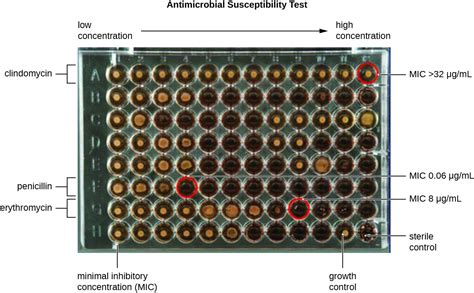 Testing The Effectiveness Of Antimicrobials Microbiology