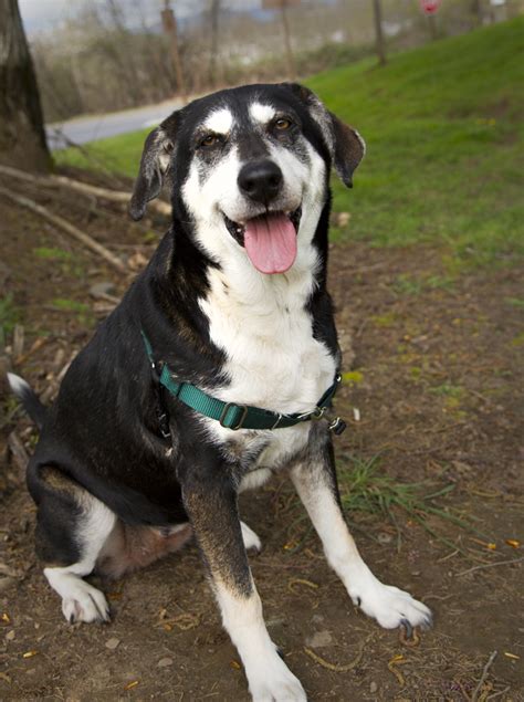 Shelter Dogs Of Portland Angel Pretty Houndhusky Mix