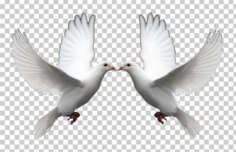 Domestic Pigeon Columbidae Doves As Symbols Release Dove Png Clipart