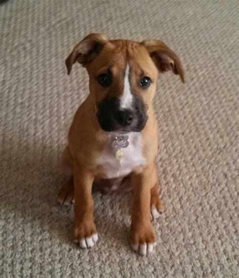 Boxer and baby white boxers boxer dogs dog pictures black and white photography animal kingdom make me smile fur babies boston terrier. Boxer Lab Mix (A.K.A. Boxador) - Breed Info ...