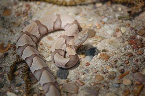 What Does A Copperhead And Rattlesnake Look Like As Babies Mccracken