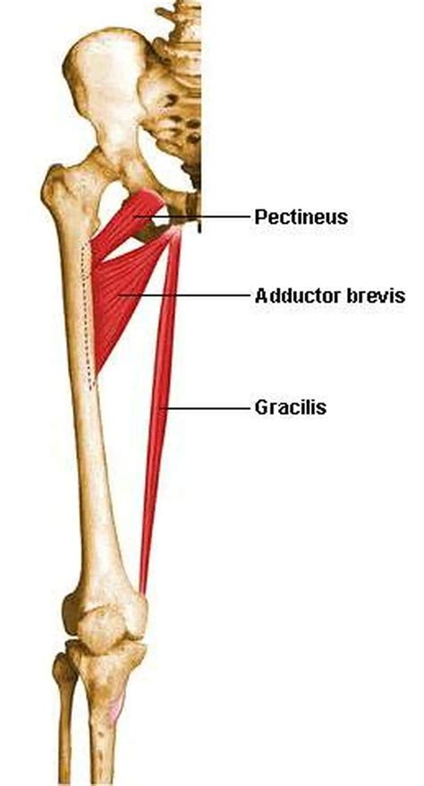 Groin Muscles Diagram Groin Muscles Diagram Muscle Anatomy Body
