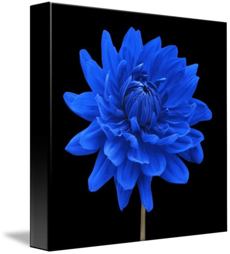 Blue Dahlia Flower Black Background By Natalie Kinnear