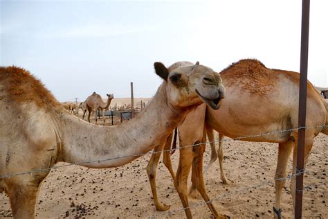Free Images Wildlife Fauna Vertebrate Vicuna Camel Like Mammal Arabian Camel 2304x1536