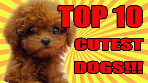 Top 10 Cutest Dogs 2016 2017 Youtube