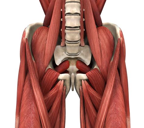 Psoas Muscle Pain Archives Release Muscle Therapy