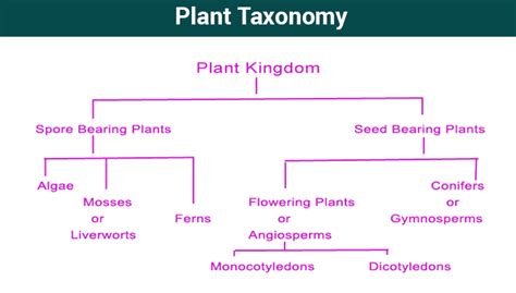 What Is Taxonomy Examples Levels And Classification Byjus