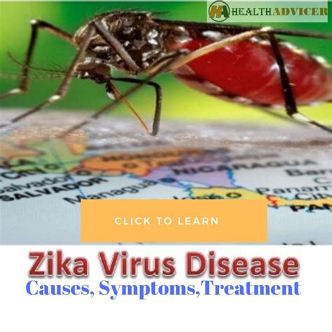 Zika Virus Disease Causes Picture Symptoms And Treatment