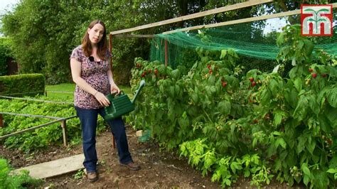 How To Grow Raspberries With Thompson And Morgan Part 1 Planting And Caring For Your