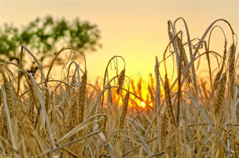 Wheat Field At Sunset Stock Photo Image Of Summer Yellow 33535000
