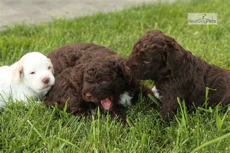 The breeders listing has details of lagotto romagnolo puppies and mature dogs available. Lagotto Puppies : Lagotto Romagnolo puppy for sale near ...