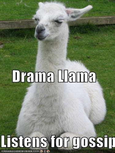 Drama Llama Funny Llama Pictures Llama Pictures Funny Llama