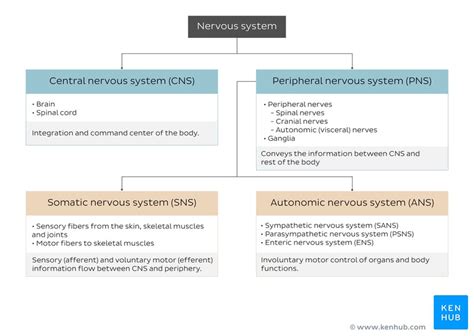 Nervous System Breakdown Chart