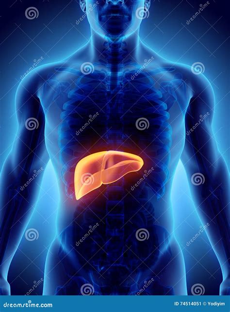 3d Illustration Of Liver Stock Illustration Illustration Of Digestive