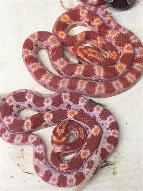 Se England Beautiful Baby Corn Snakes Reptile Forums