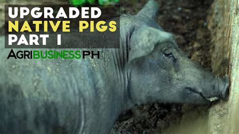 Native Pig Farming Philippines Why Cross Breeding Is Profitable