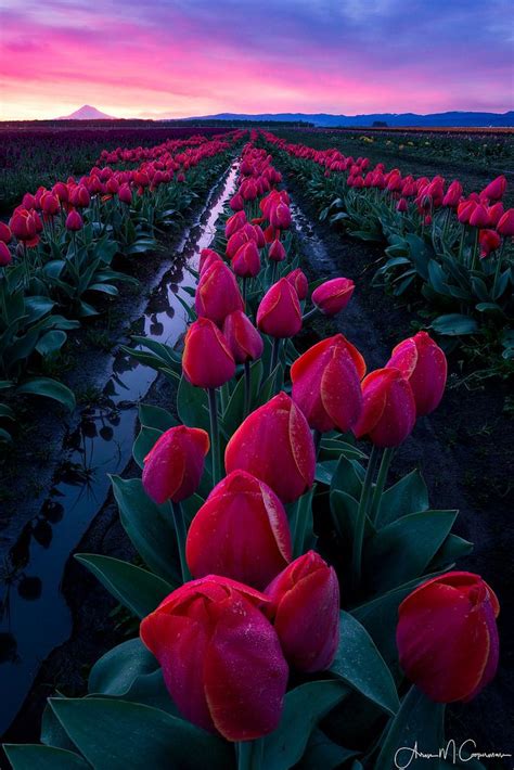 A Field Full Of Red Tulips With The Sun Setting In The Distance Behind Them