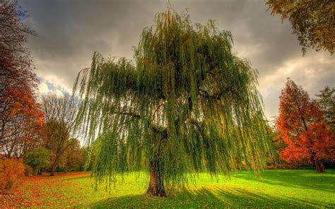 Weeping Willow Wallpapers 39 Background Pictures