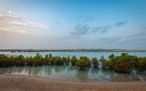 Mangrove Walk In Abu Dhabi Broadwalk Kayaking And More Mybayut