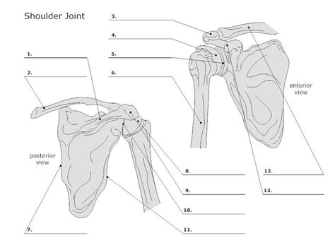 Shoulder Joint Posterior And Anterior View Diagram Quizlet