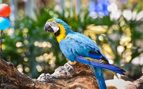 1920x1080px 1080p Free Download Blue And Yellow Macaw Beautiful
