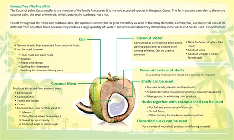 Life Of Coconut Tree Helpgrow Lanka