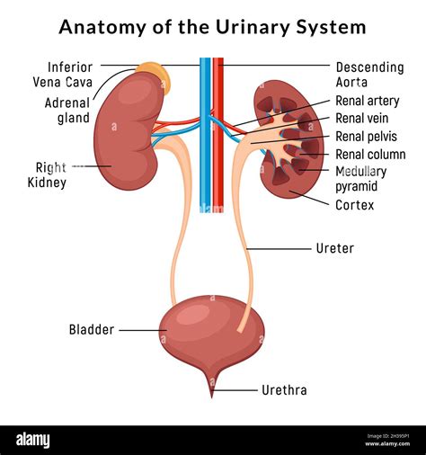 Urinary System Anatomy Incontinence Biology Infection Uti Ureter