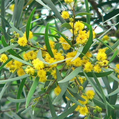 Acacia Confusa And Formosa Acacia Seeds Heyouseeds Heyou Seeds