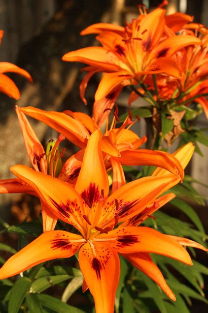 Orange Lily Flowers Free Stock Photo Public Domain Pictures