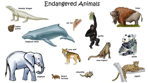 Picture Of Endangered Animals With Names For Kids Hd Wallpapers