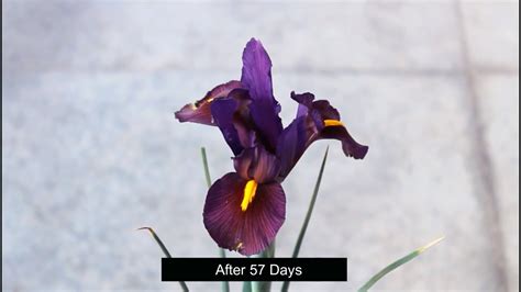 How To Grow Organic Irises From Seeds Step By Step