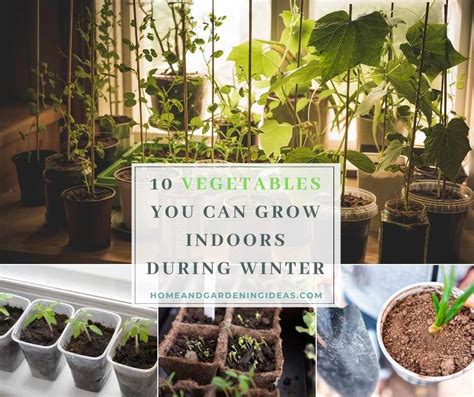 10 Vegetables You Can Grow Indoors During Winter Home And Gardening Ideas