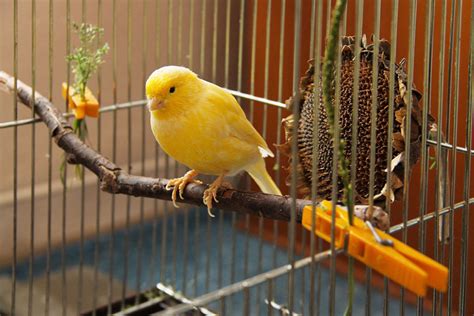 Training A Canary To Sing Canary Finches And Canaries Guide