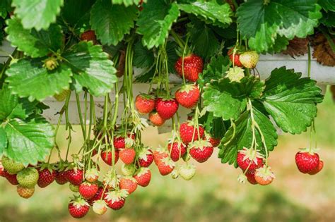 Strawberry Plant Care Simple Guide To A Summer Favorite Lovetoknow