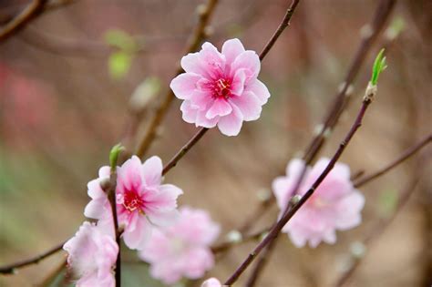 Peach Blossoms Flower Of Vietnamese Lunar New Year Vietnam Times
