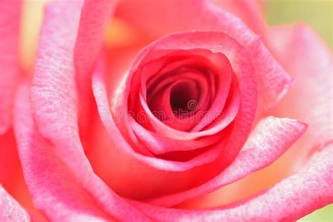 Los Detalles Macros Del Rosa Vibrante Colorearon La Flor Color De Rosa