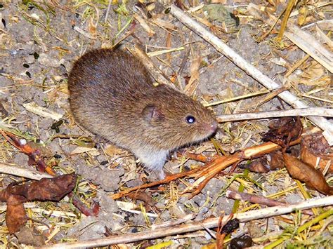 Loire Valley Nature Short Tailed Vole Microtus Agrestis