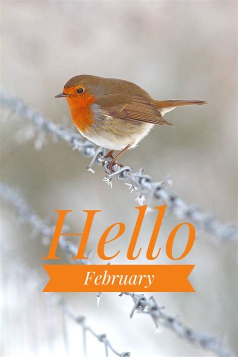Hello February New Month Bird Robin Wildlife Photography