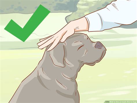 How To Give A Dog A Shot Petswall